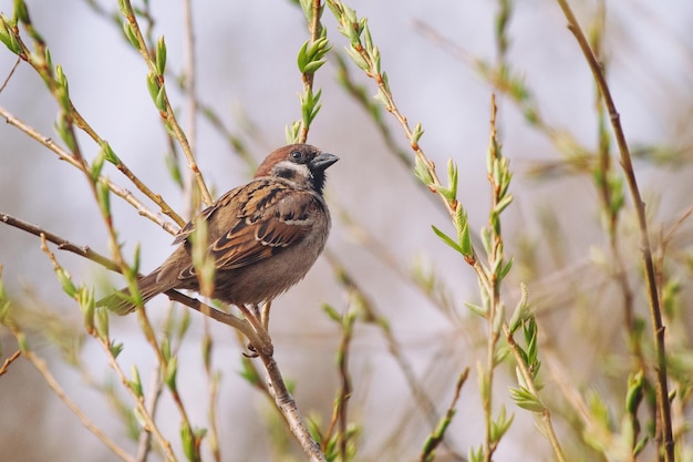 Small brown bird sitting on the branch with spring buds