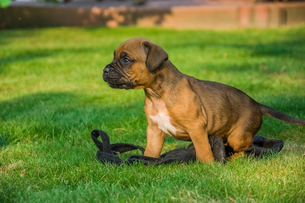 Small brown boxer dog on the green grass