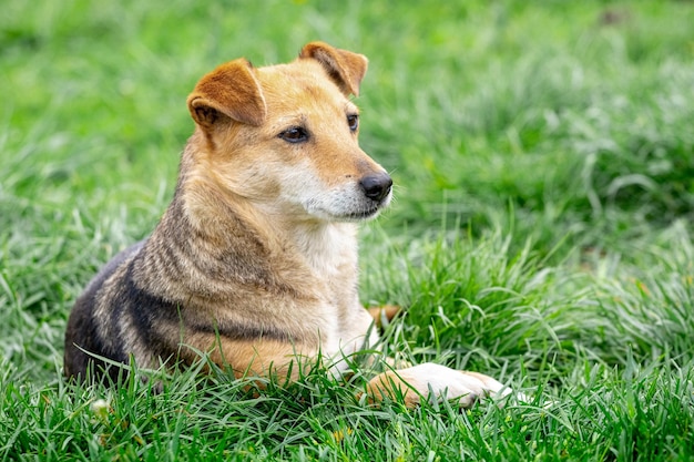 A small brown dog lies on the grass and looks carefully ahead