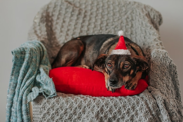 A small brown dog wearing a santa claus hat lies on a red pillow on an armchair covered with a knitted blanket.