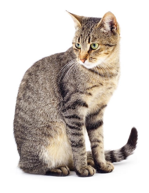 Small brown kitten isolated on white background.