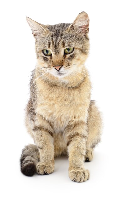 Small brown kitten isolated on white background.