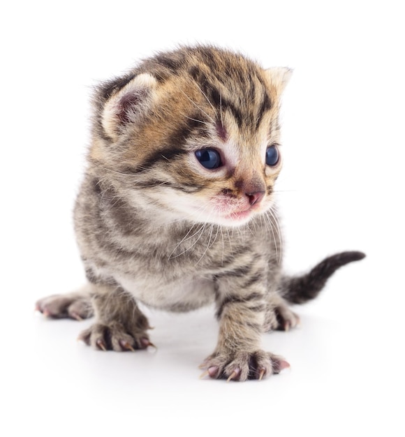 Small brown kitten isolated on white background.