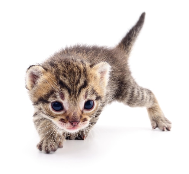 Small brown kitten isolated on white background.