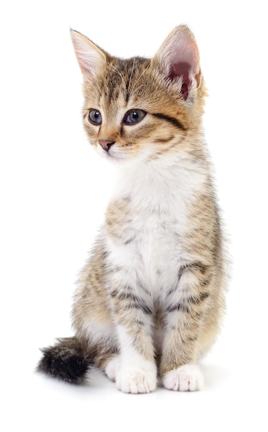 Small brown kitten isolated on white background