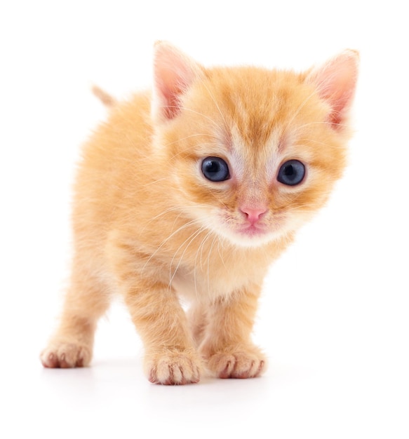 Small brown kitten isolated on white background