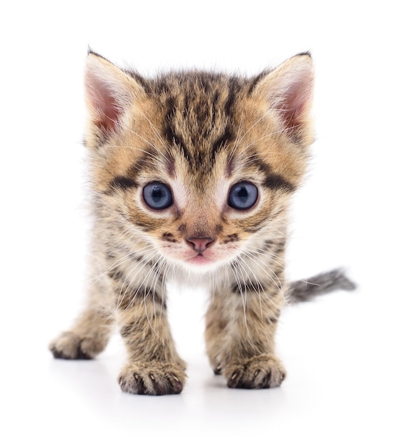 Small brown kitten isolated on white background