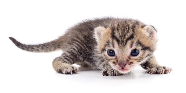 Small brown kitten isolated on white background