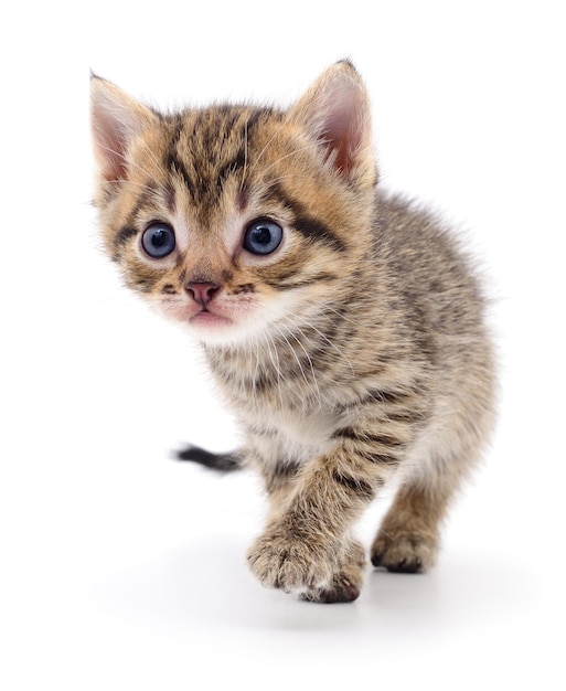 Small brown kitten isolated on white background