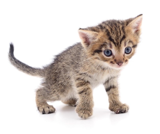 Small brown kitten isolated on white background