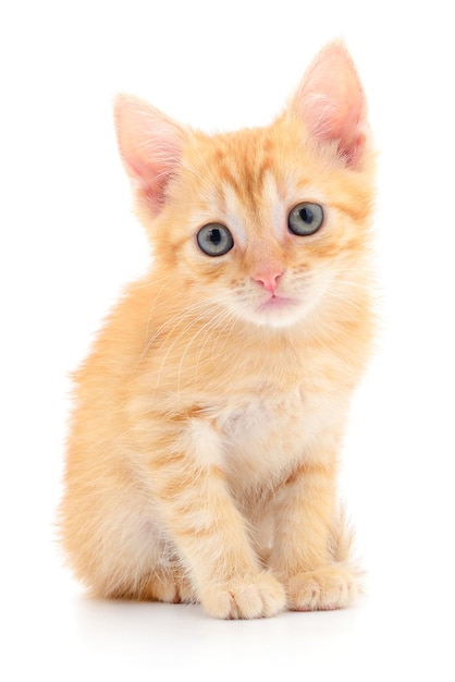 Small brown kitten isolated on white background