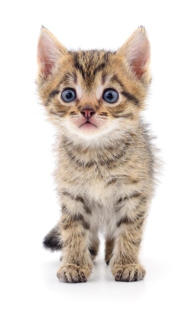 Small brown kitten isolated on white background