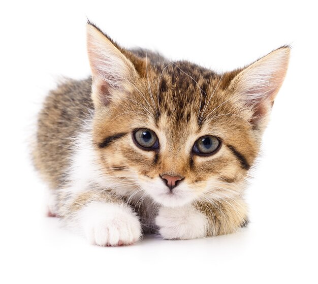 Small brown kitten isolated on white