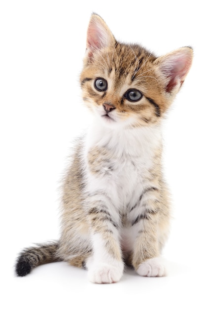 Small brown kitten isolated