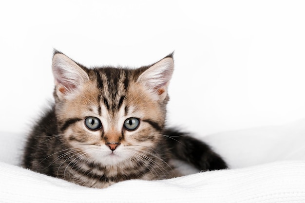 a small brown kitten lies on a light background