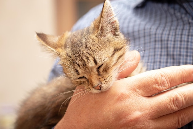 A small brown kitten with closed eyes in the arms of a man A man holds a kitten in his arms