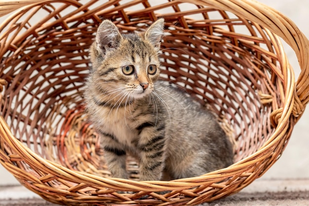 Small brown striped kitten sitting in a wicker basket