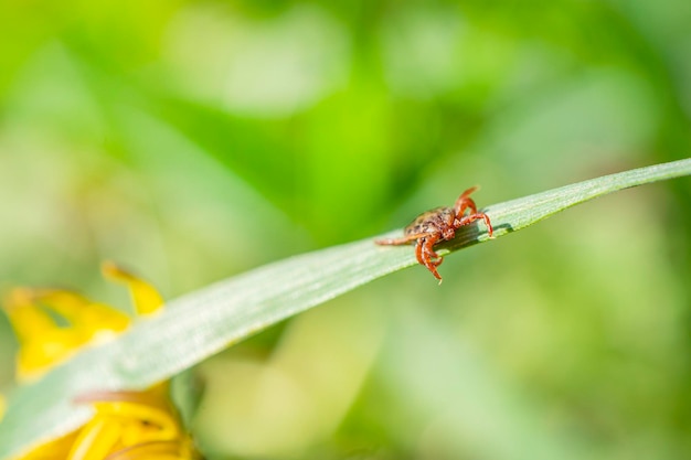 Small brown tick sits on the grass in the bright summer sun during the day Dangerous bloodsucking arthropod animal transfers viruses and diseases