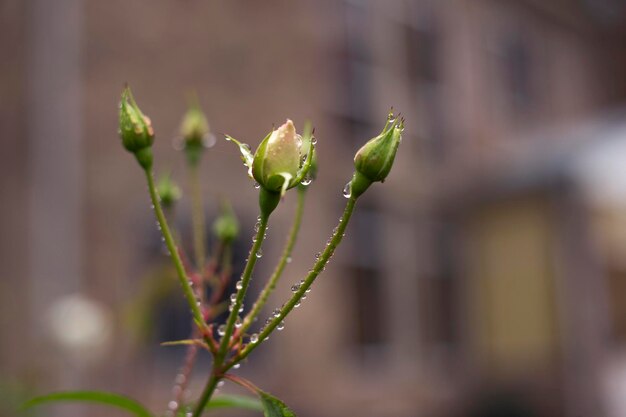 Photo small buds of white roses with thorns nature background