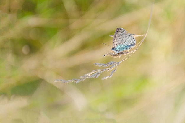 Small butterfly sits on a grass.