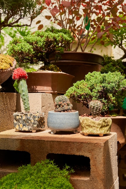 Small cactus in botanical garden