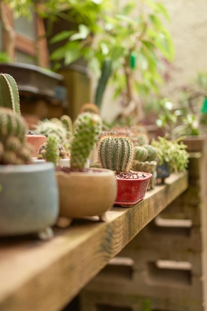 Small cactus in botanical garden