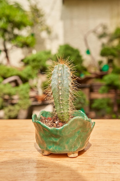 Small cactus in botanical garden