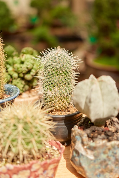 Small cactus in botanical garden