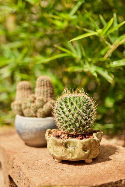 Small cactus in botanical garden