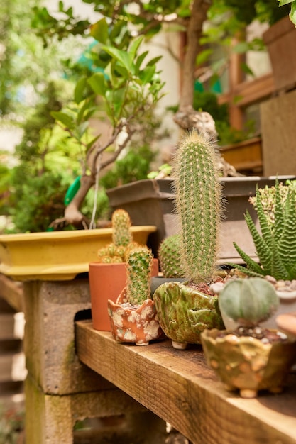 Small cactus in botanical garden