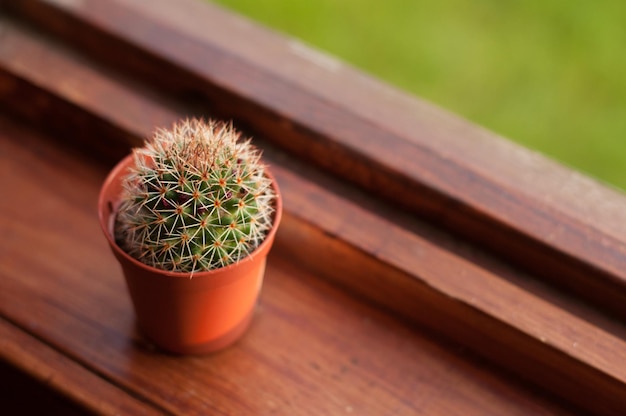 A small cactus in a brown pot on a wooden windowsill with a place for text