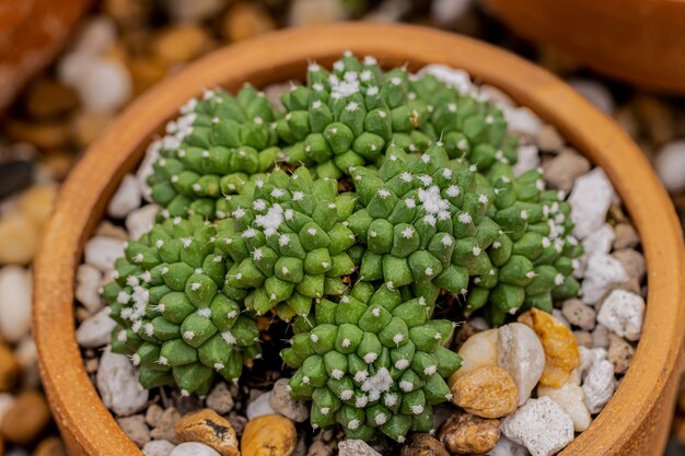 Photo small cactus and desert plants