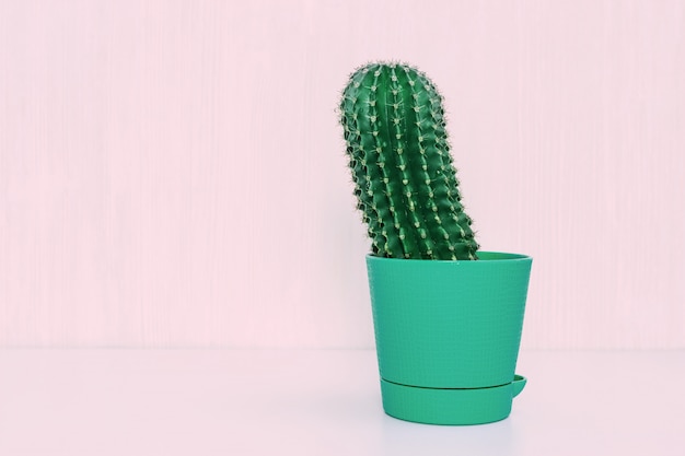 Small cactus in flowerpot. Prickly home plant on pale pink background with copy space.