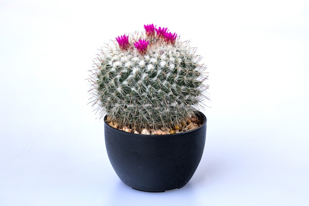 A small cactus flowers