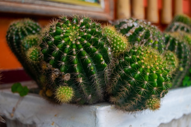 Small cactus in the garden