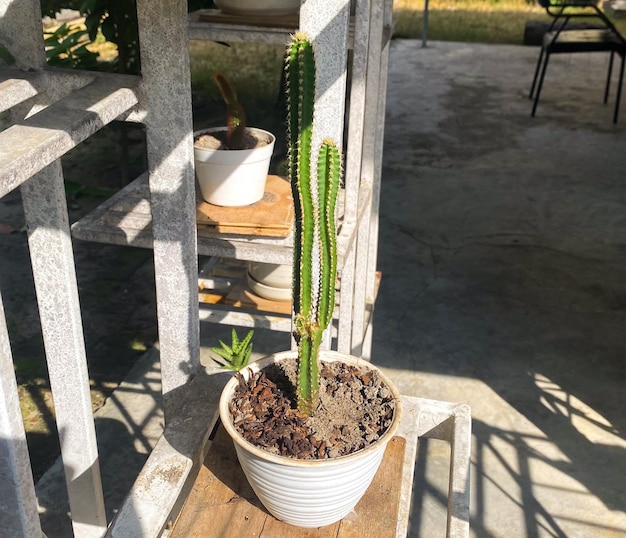 A small cactus plant sits on a step outside on a patio.