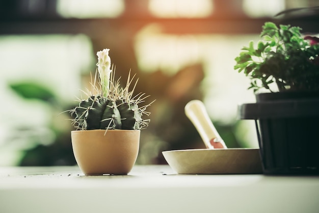 Small Cactus pot on whtie background bright light