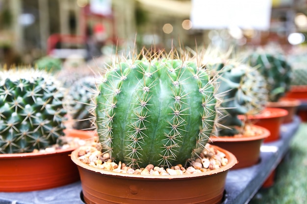 Small cactus in a pot