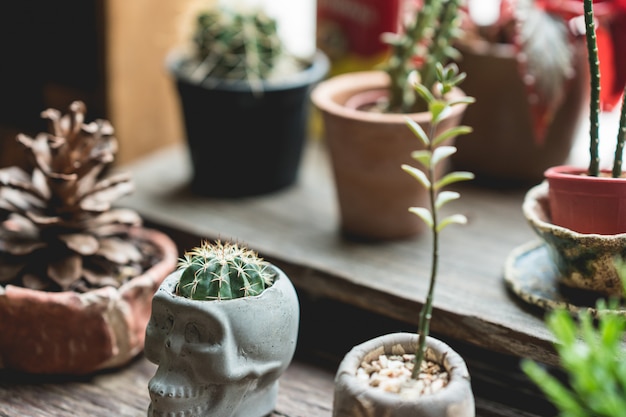 Small cactus in pots with window light