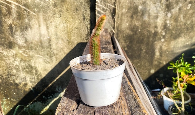 A small cactus in a white pot is sitting on a wooden ledge.