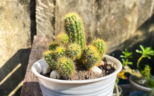 A small cactus in a white pot with a bunch of round round cactus leaves.