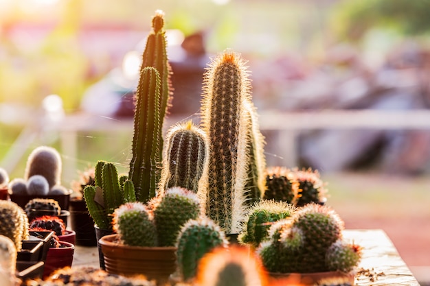 Small cactuses and succulents at the flower shop