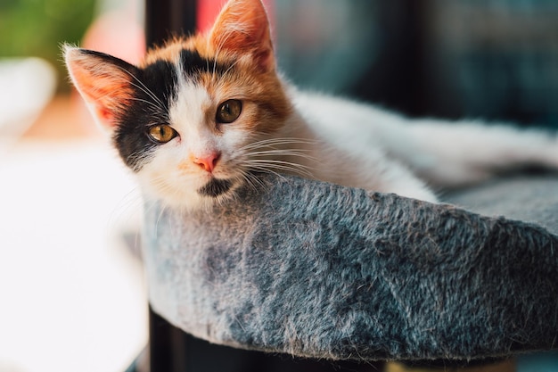 Small cat relaxes and sleeps in his bed