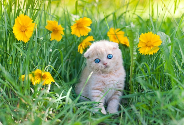 A small cat with blue eyes sits in a field of flowers.