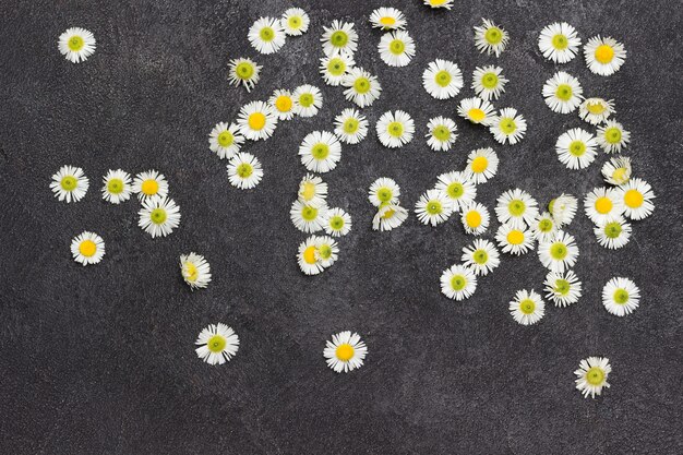 Photo small chamomile flowers. black background. flat lay. still life