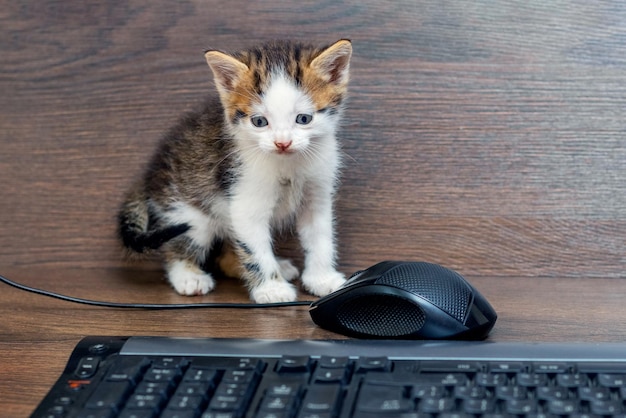 Small charming kitten in the office near the computer mouse and keyboard The kitten is exploring the computer