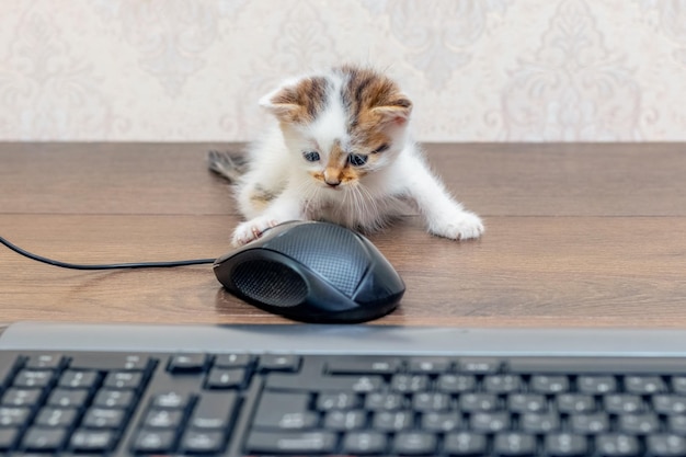 Small charming kitten in the office near the computer mouse and keyboard The kitten is exploring the computer