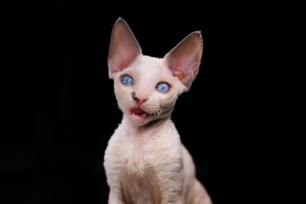 A small cheerful kitten meows on a black background looks into the camera