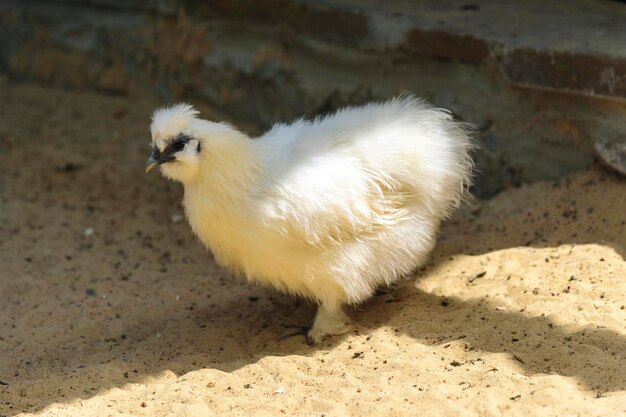 Small chick bird on sand Baby chicken bird animal walking in farm