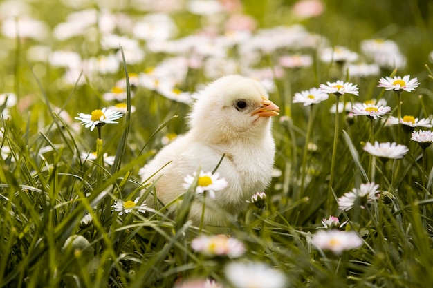 Small chicken in grass